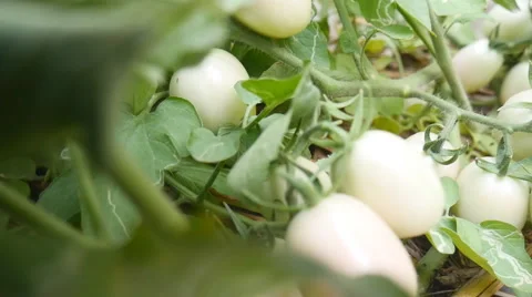 Tomatoes on tree branch Stock Footage 62846772