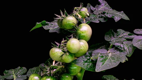 Tomatoes turn red on the bush, timelapse, 4k. A bunch of tomatoes. Tomato Stock Footage 201028532