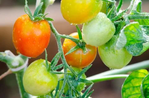 Tomatoes on twigs Stock Photos