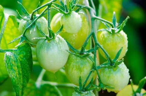 Tomatoes on twigs Stock Photos