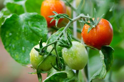 Tomatoes on twigs 스톡 사진
