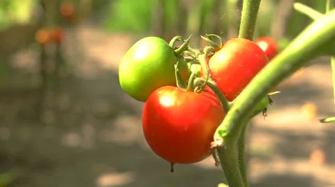 Tomatoes under sunlight. Stock Footage