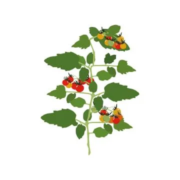 Tomatoes. Vector illustration. Branch with tomatoes, inflorescence and leaves Stock Illustration