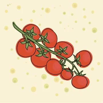 Tomatoes vector illustration. Illustrazione stock
