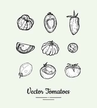 Tomatoes vector set. Vegetarian poster, banner, logo, icons, sticker, menu, shop Stock Illustration
