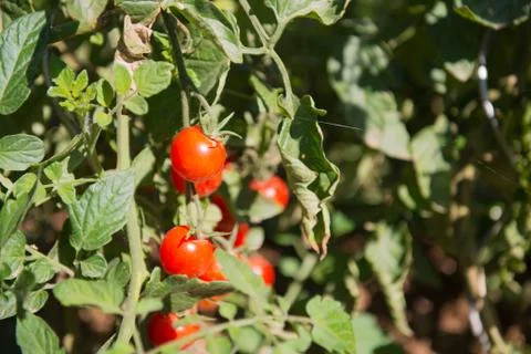 Tomatoes in the vegetable garden Stock Photos