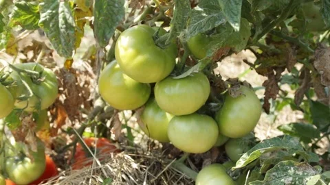 Tomatoes in the village 库存影片 79756564