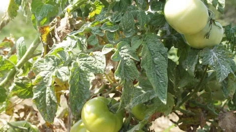 Tomatoes in the village 库存影片 79756698