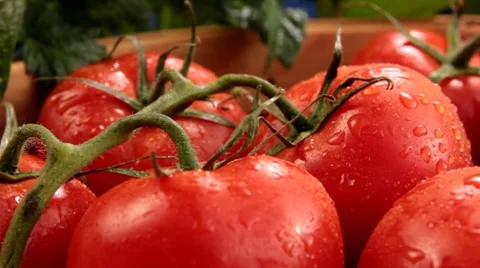 Tomatoes on the vine 動画素材 7668649