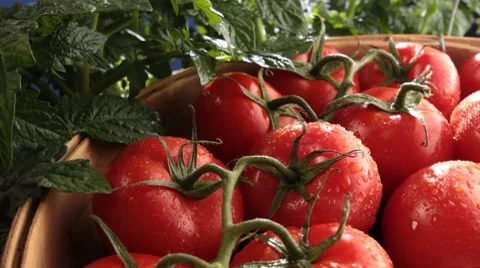 Tomatoes on the vine 動画素材 7673111