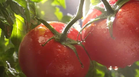 Tomatoes on the vine Stock Footage