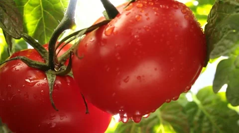 Tomatoes on the vine 動画素材 7689220