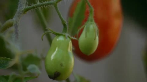 Tomatoes on a vine Vídeo Stock 11191510