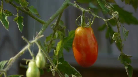Tomatoes on a vine Vídeo Stock 11191511