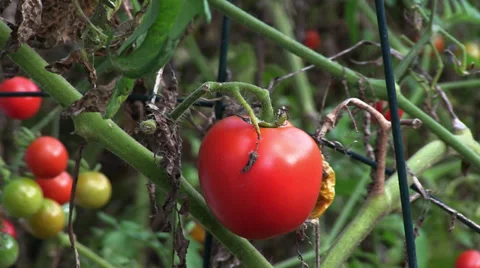 Tomatoes On The Vine Stock Footage 32210193