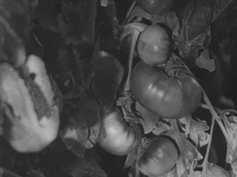 Tomatoes on vine Video stock 229010972