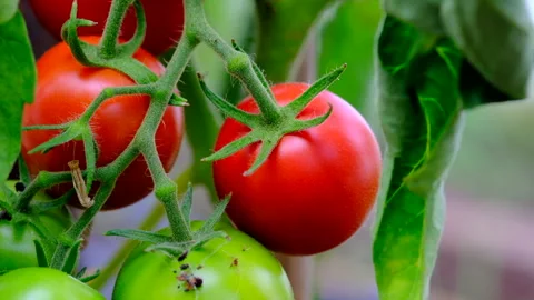 Tomatoes on the vine Stock Footage 246549671