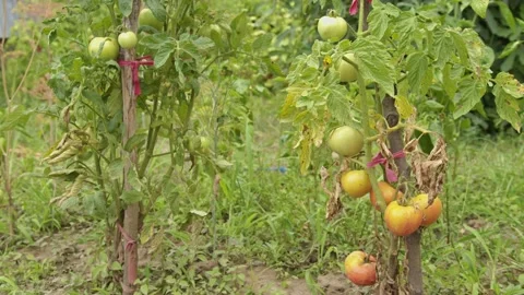 Tomatoes on vine in the garden Stock Footage 201844000