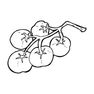 Tomatoes on vine illustration Stock Illustration