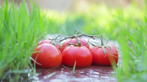 Tomatoes on a vine lying between grasses in a stream Stock Footage 24667917