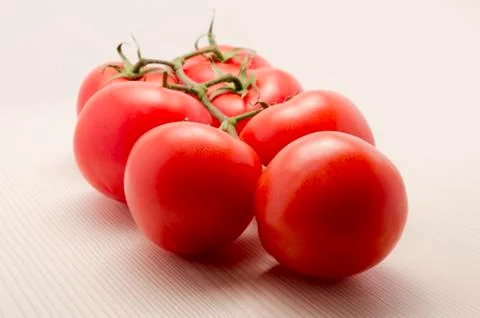 Tomatoes on the vine 库存照片
