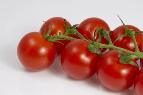Tomatoes on the Vine 스톡 사진