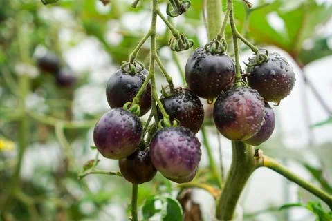 Tomatoes on Vine Stock Photos