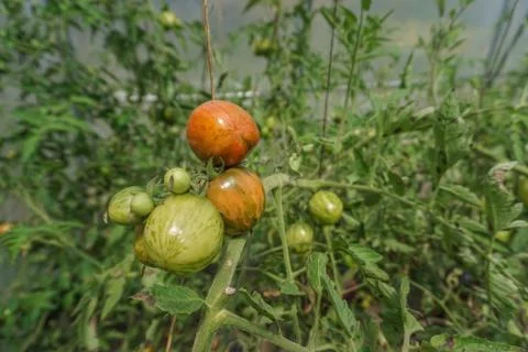 Tomatoes on Vine Stock Photos