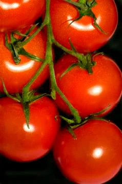Tomatoes on vine Foto stock