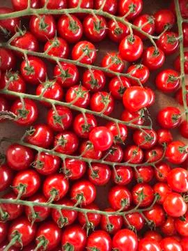 Tomatoes on the vine Stock Photos