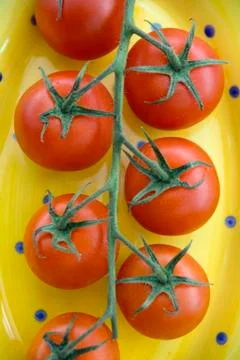 Tomatoes on the vine Foto stock