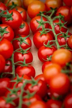 Tomatoes on the Vine Foto stock