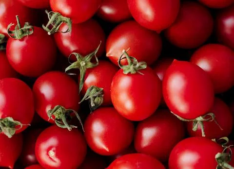 Tomatoes on a vine Stock Photos