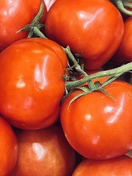 Tomatoes on the vine Stock Photos