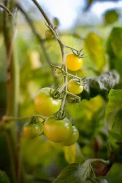 Tomatoes on vine Stock Photos