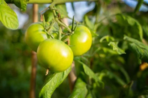 Tomatoes on vine Stock Photos