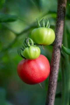 Tomatoes on vine Stock Photos