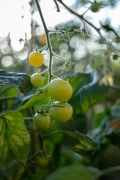 Tomatoes on vine Stock Photos