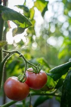 Tomatoes on vine Stock Photos