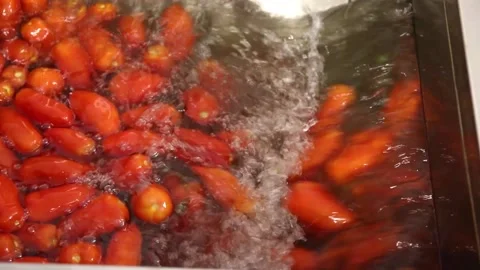 Tomatoes washed in industrial machine Stock Footage 130904952