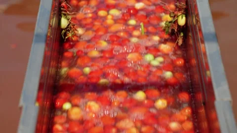 Tomatoes washed in water channel on processing line 库存影片 347964721