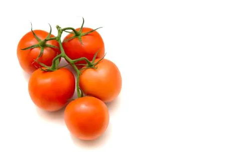 Tomatoes weighing on a branch Stock Photos
