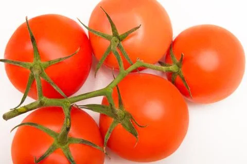 Tomatoes weighing on a branch Stock Photos