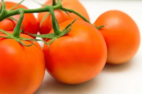 Tomatoes weighing on a branch Stock Photos