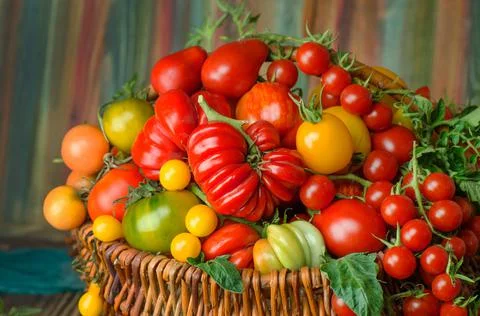 Tomatoes in wicker basket in the kitchen Stock Photos