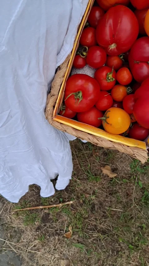Tomatoes in a woven basket Stock-Footage 344480160