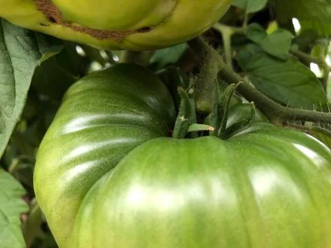 Tomatoes2 Stock Photos
