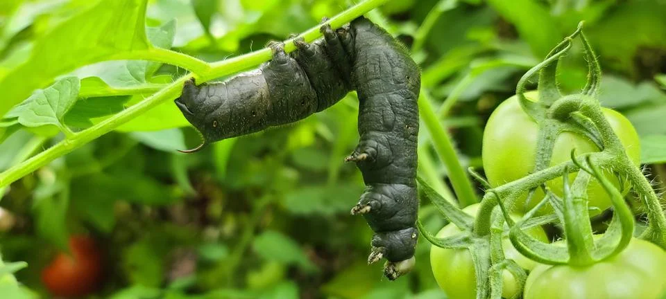 TomatoHornworm Stock Photos