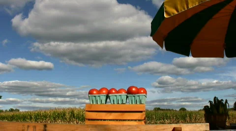 Tomatos and corn Video stock 97507
