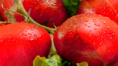 Tomatos Stock Footage 643979
